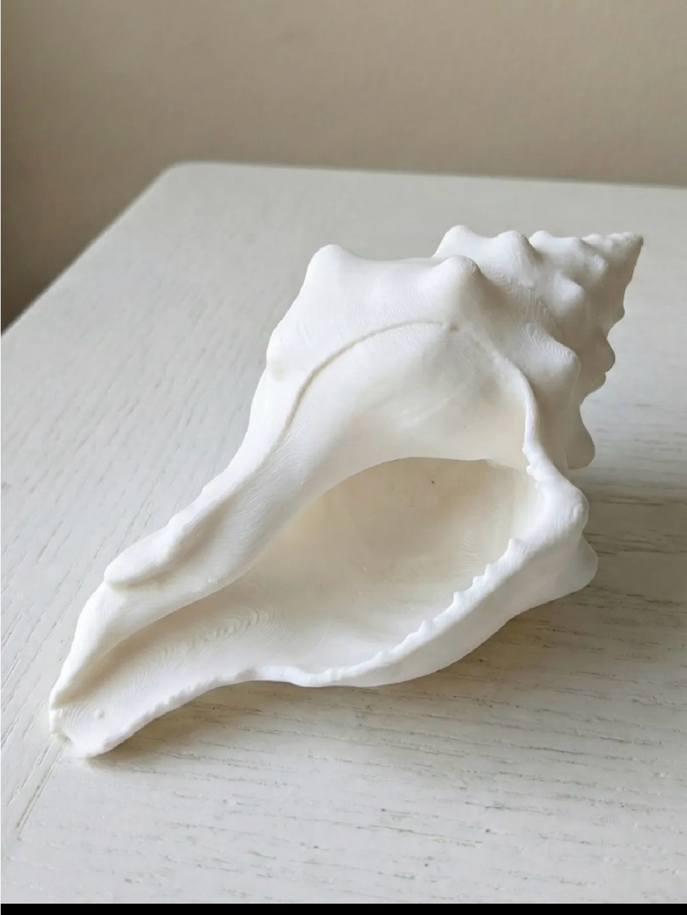 White Decorative Sea Shell Sculpture - Coastal Home Accent